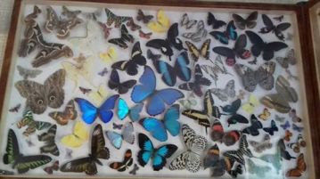 butterflies-1